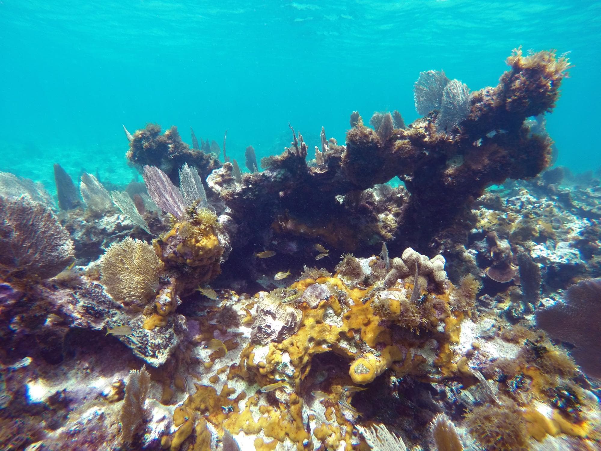 Coral and little fish out by the island (I swam to it. Not deep or far)