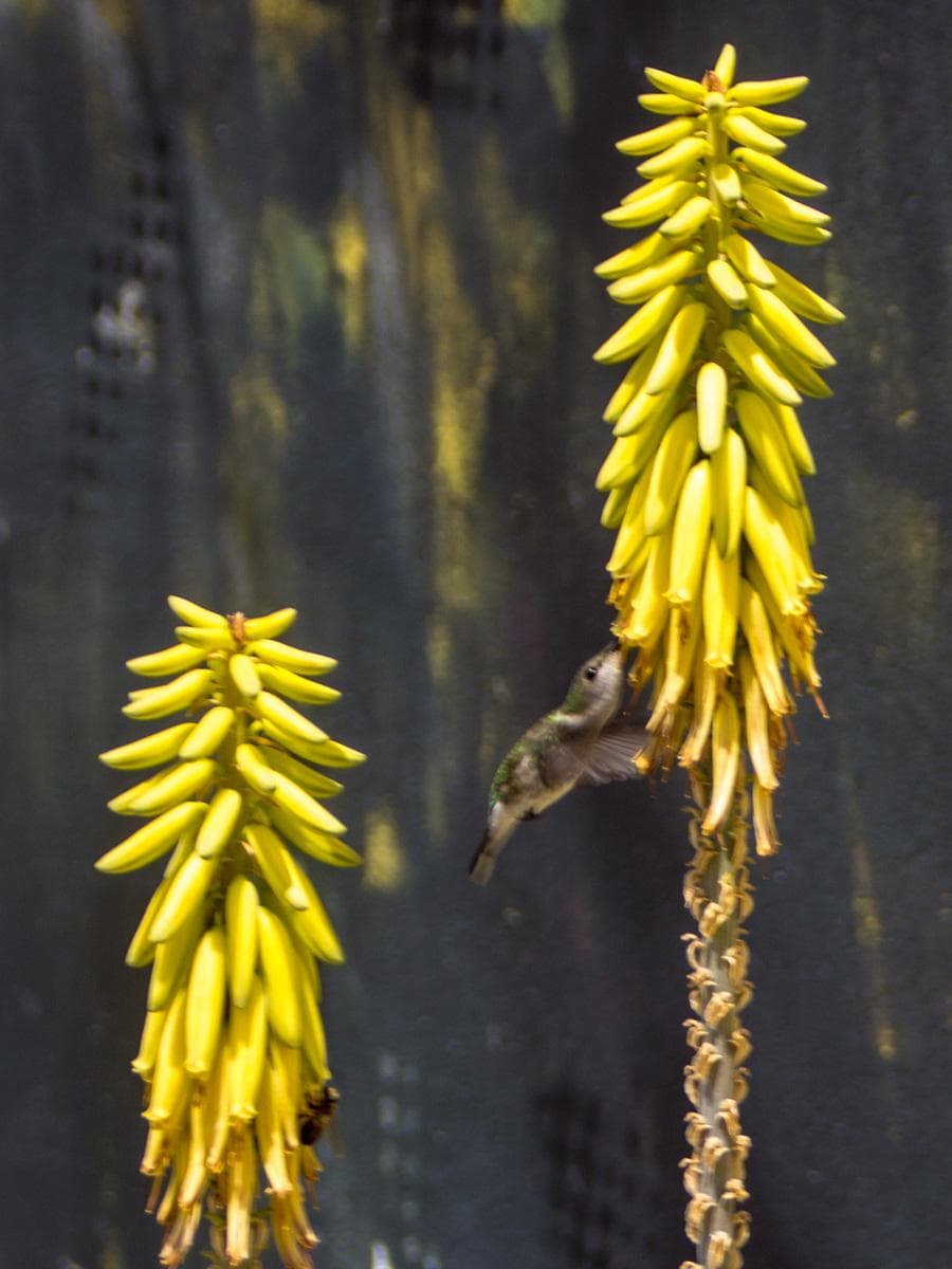 Birds extracting the pollen from the flower