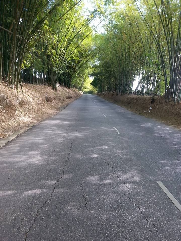 Holland Bamboo