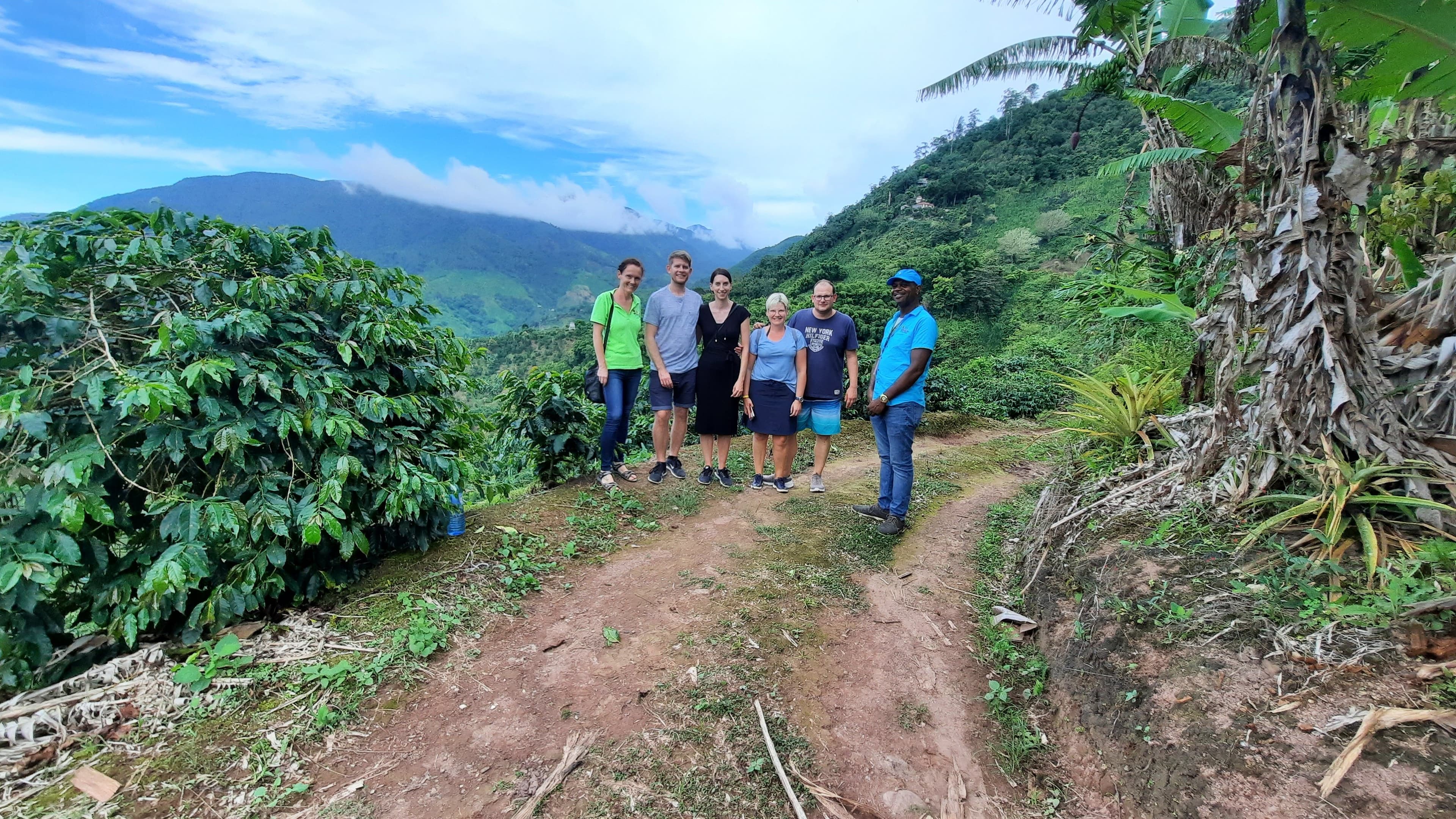 Blue Mountain coffee plantation