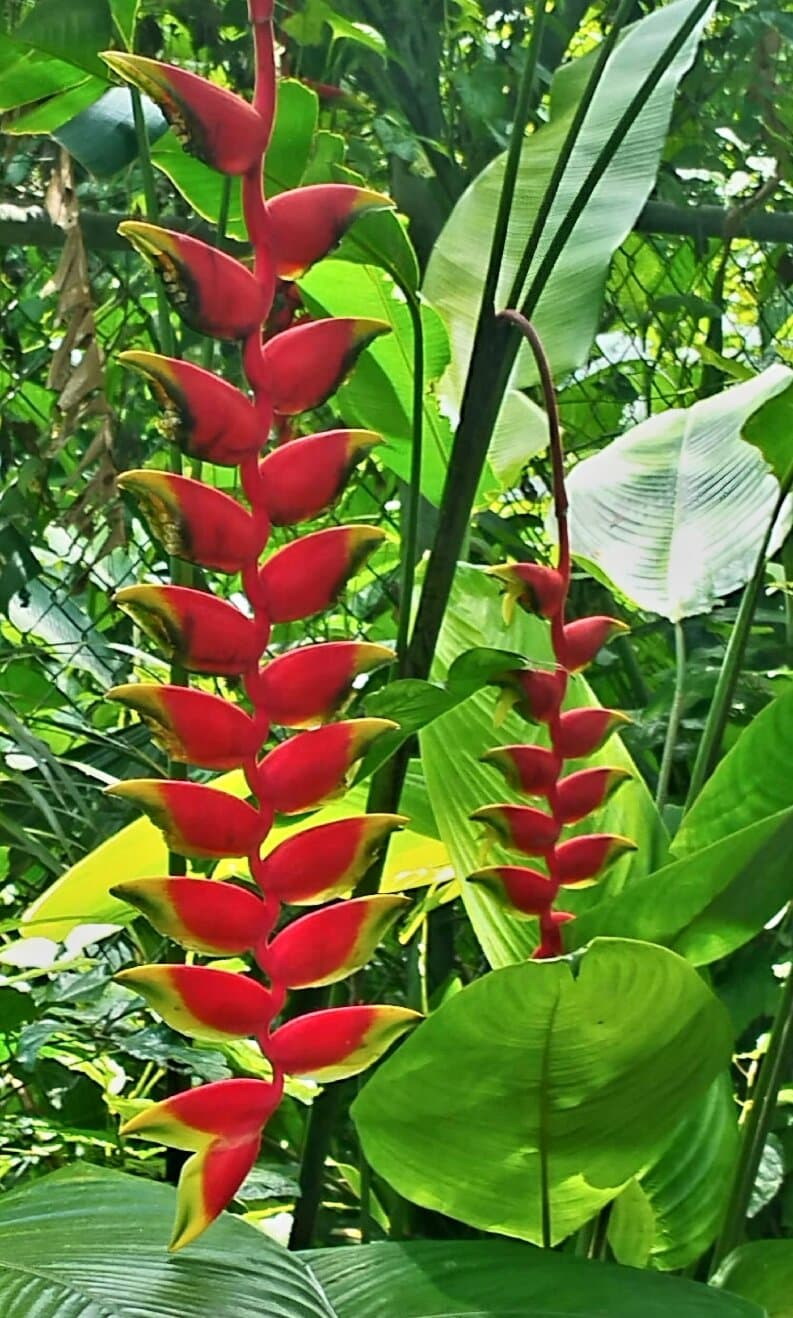 Real Jamaican Cottages