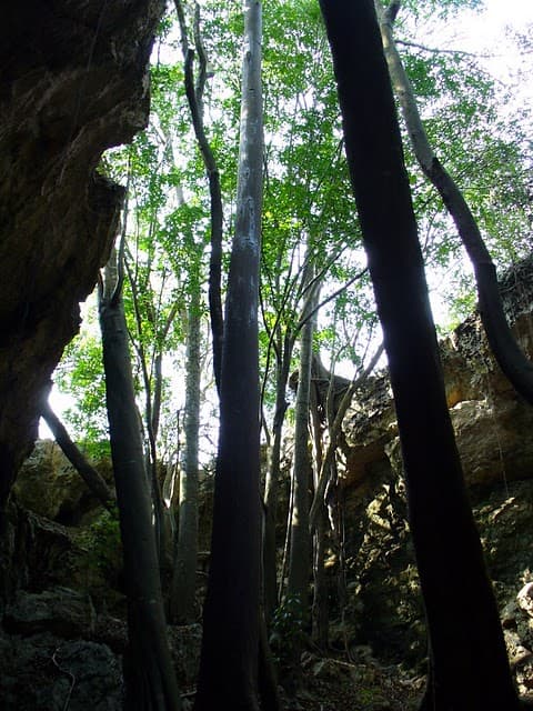 Awesome plant life