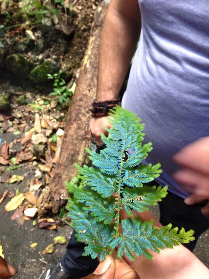 a trip to the fern gully