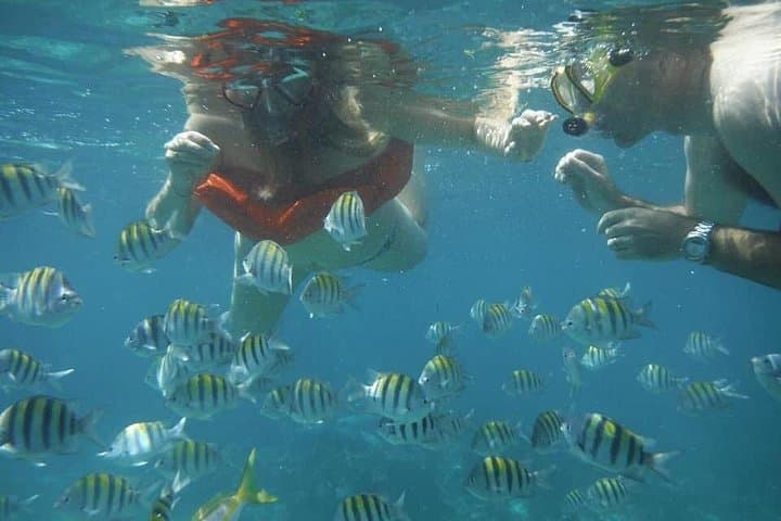 Watch the fish feeding